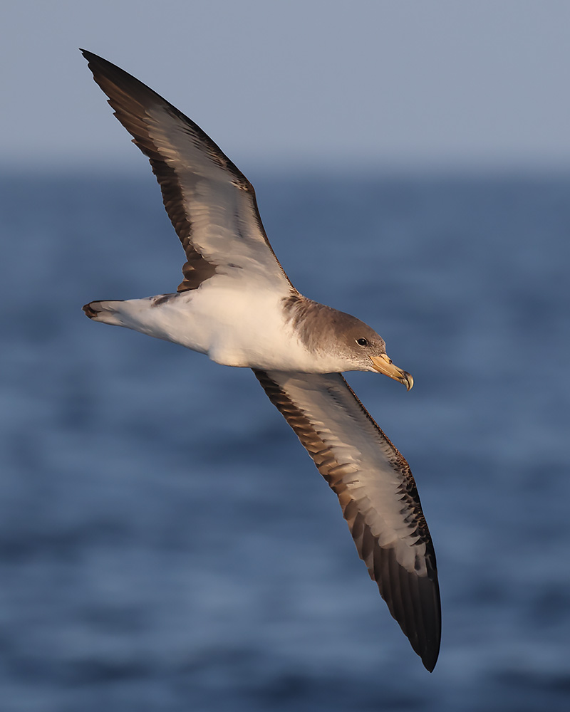Cory's shearwater
